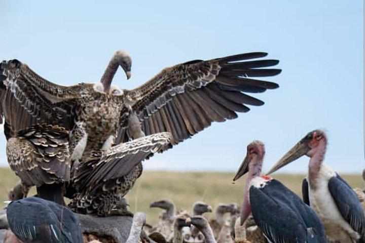 7 Days Kenya Tour Budget Safari