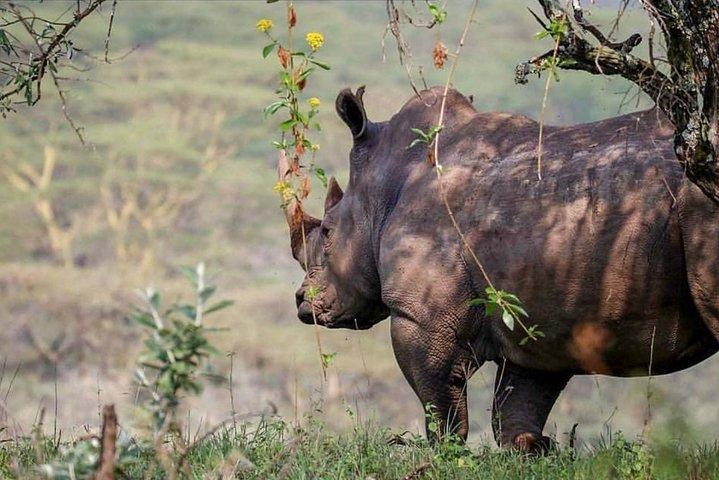 7 Days Kenya Tour Budget Safari