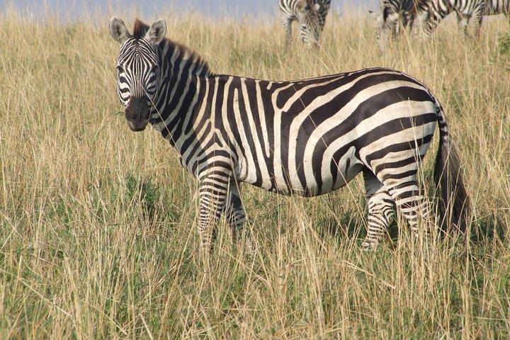 2 Days Tsavo East and West