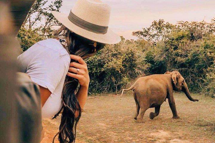 Udawalawe National Park Safari with Private Driver-Jeep and Enter ticket
