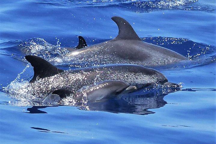 Los Gigantes Whale Watching Charter by Sail Boat