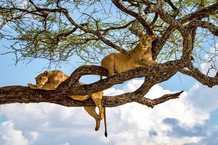 1 Day Joined Group Safari in Lake Manyara