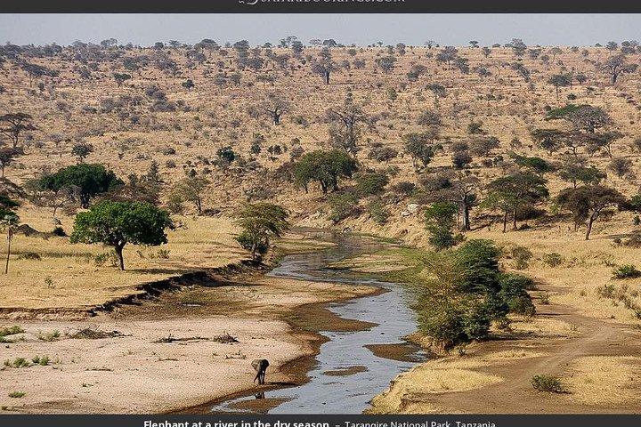 1 Day Joined Group Safari to Tarangire National Park