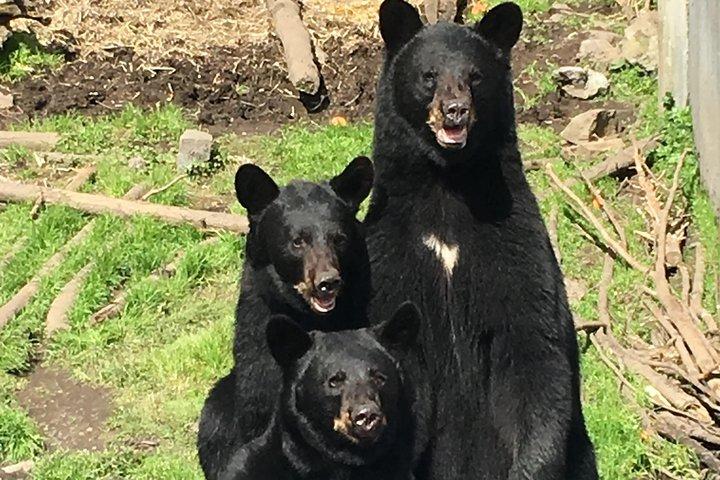 Simply Amazing Sitka Tour: Fortress of the Bear, Alaska Raptor, & Totems