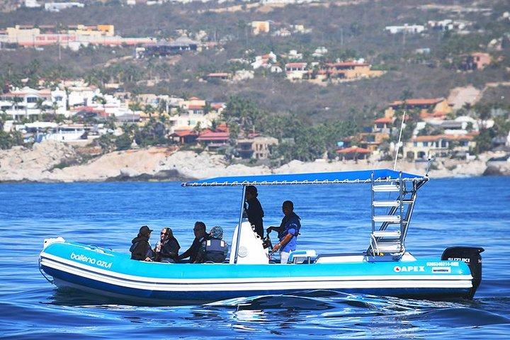Zodiac Whale Watch with Marine Biologist in Cabo San Lucas