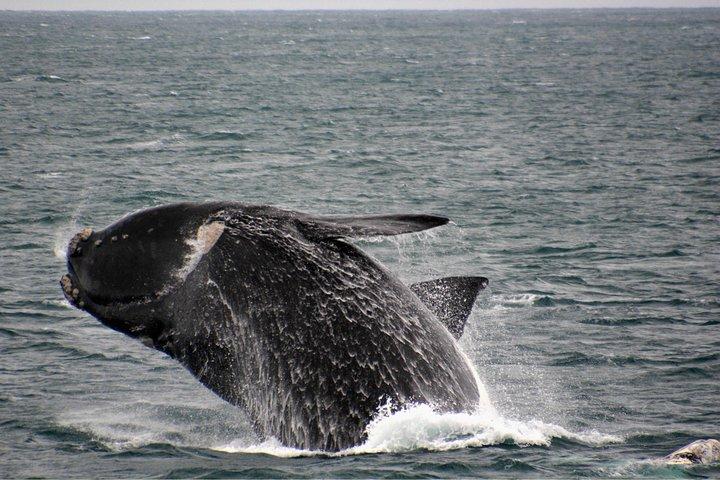Educational Whale Watching Tour from Perth