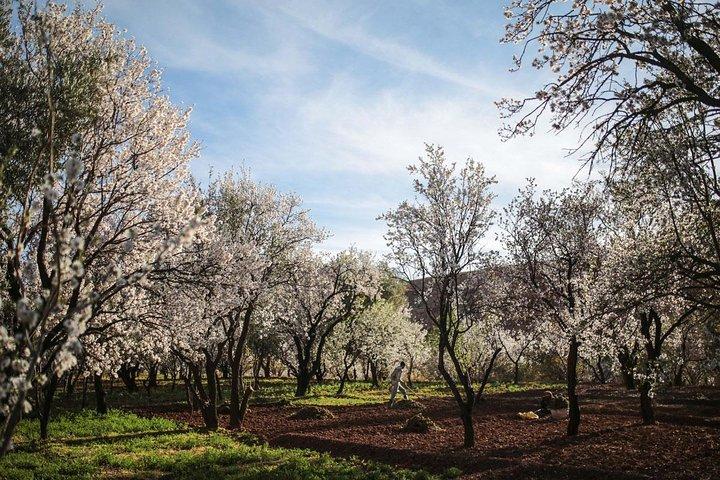 Atlas Mountains day Trips and berbers villages
