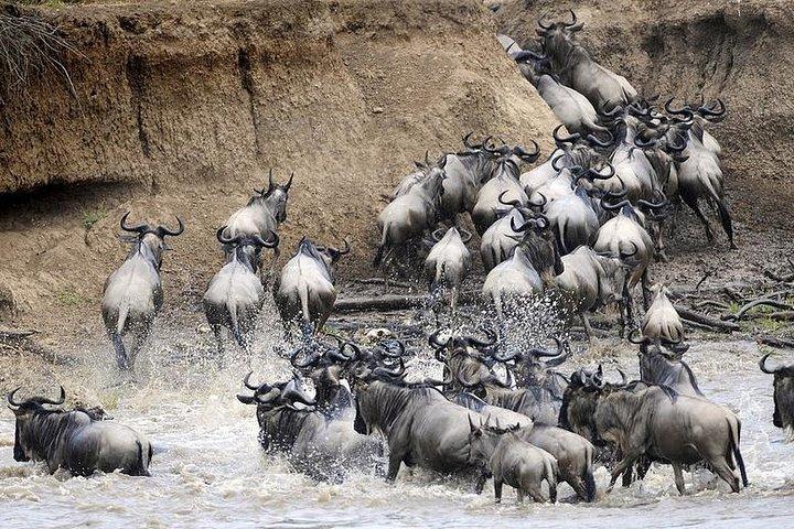 5 Day Luxury Safari Serengeti,Ngorongoro, Lake Manyara, Tarangire National Park