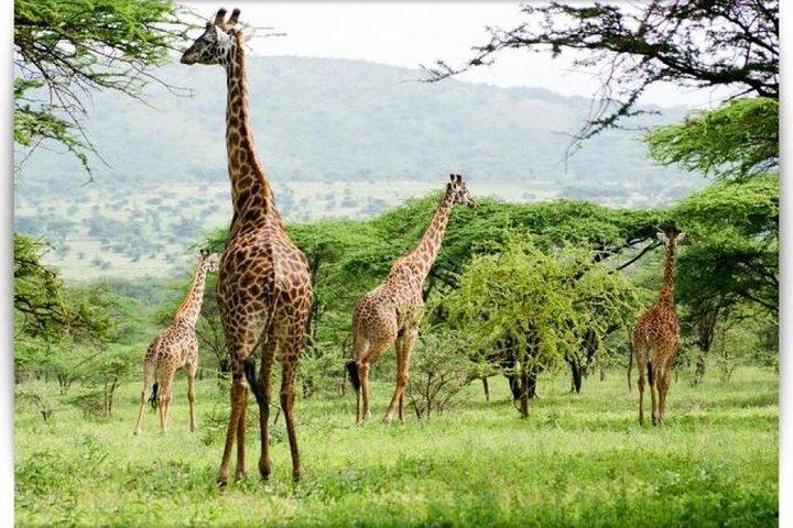 3 Day Private camping Safari in Serengeti National Park