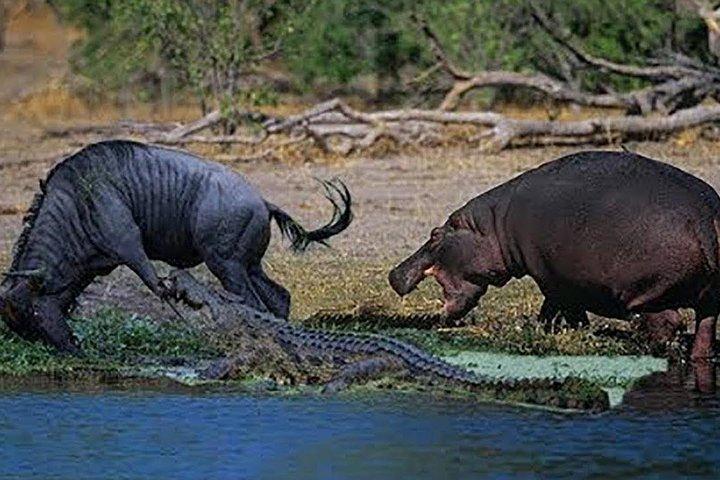 5 Days Private Migration Trip from Zanzibar