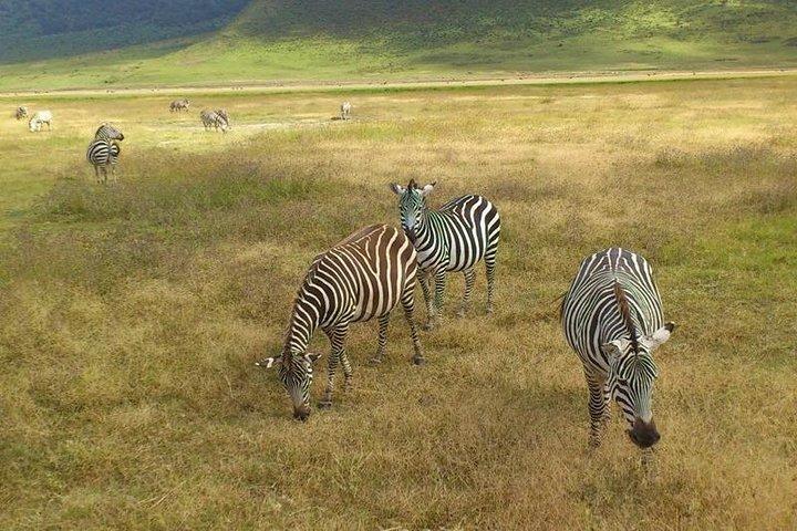 3 Day Private Safari in Serengeti and Ngorongoro National Park