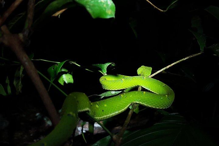 Monteverde Night Tour with a Certified Tour Guide (6 PM or 8 PM)