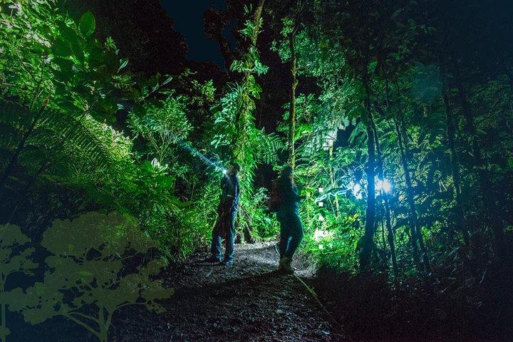 Monteverde Night Tour with a Certified Tour Guide (6 PM or 8 PM)