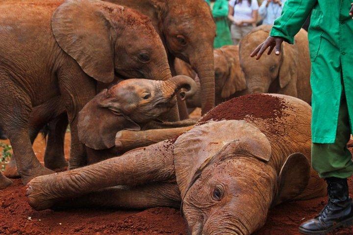 half Day TOURS/NAIROBI NATIONAL PARK/ELEPHANT & GIRAFFE CENTRE