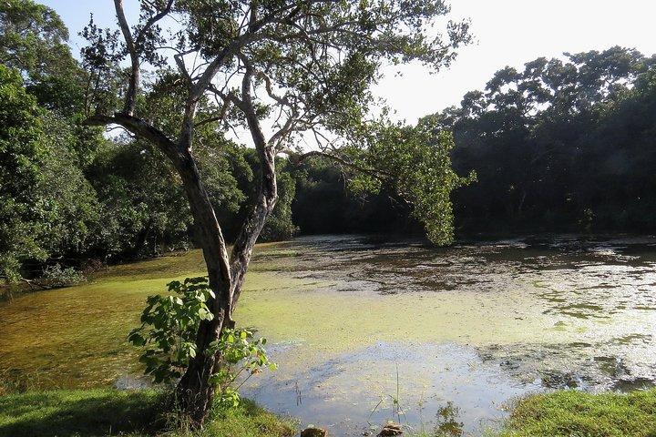 Wilpattu National Park Entrance Ticket with Private Safari