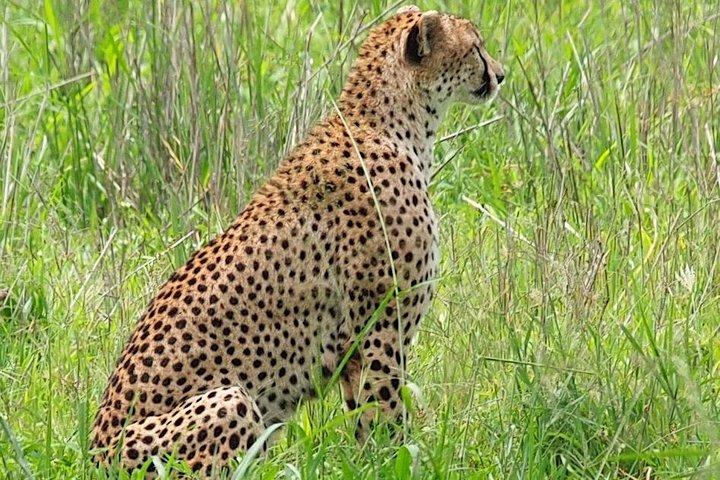 1 Day Joined Group Safari to Tarangire National Park