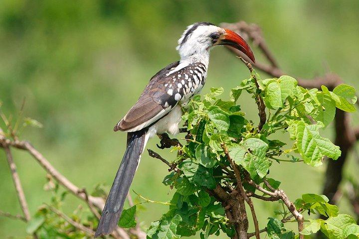 1 Day Joined Group Safari to Tarangire National Park