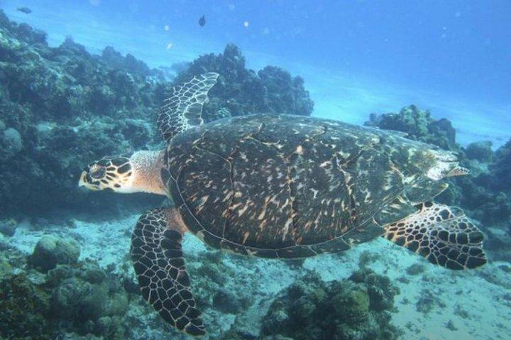 Cozumel 3 reefs Boat tour with drinks and Snorkeling