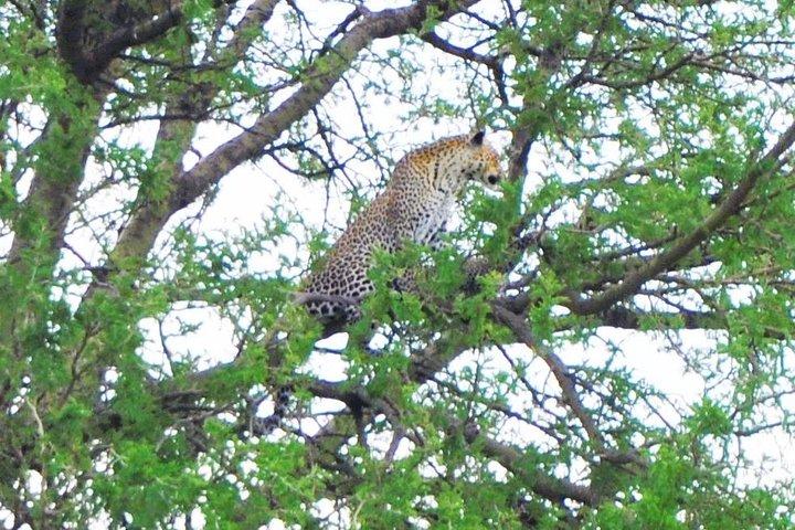 3 Day Private Safari in Serengeti and Ngorongoro National Park