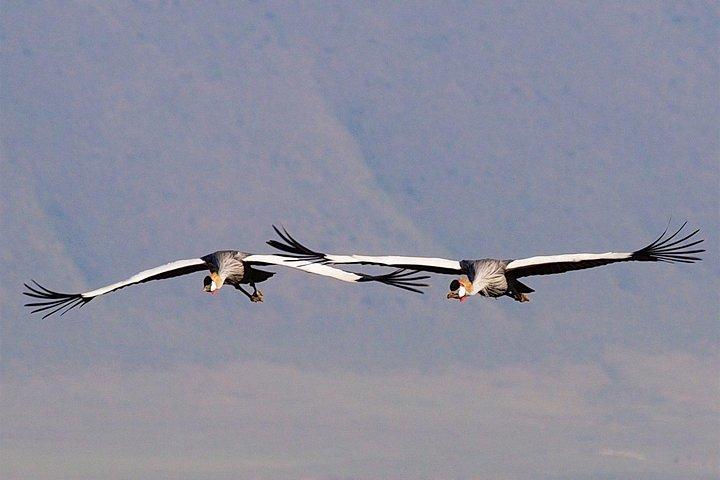 1 Day Joined Group Safari in Ngorongoro Crater National Park