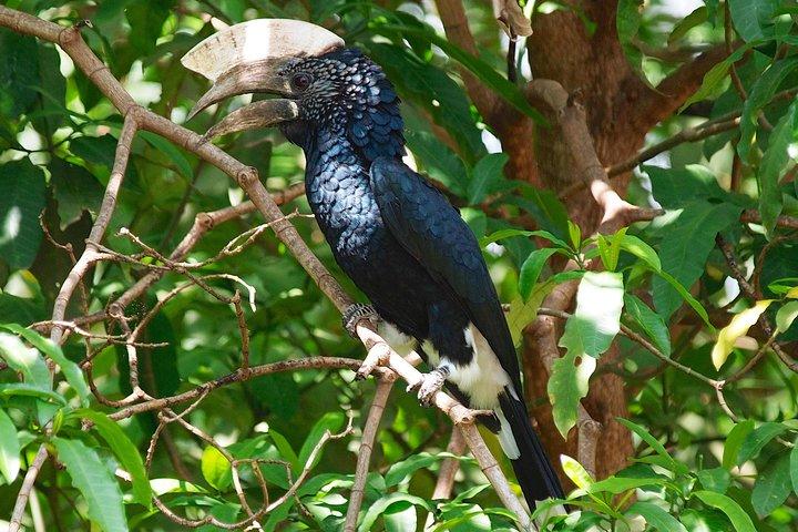 1 Day Joined Group Safari in Ngorongoro Crater National Park