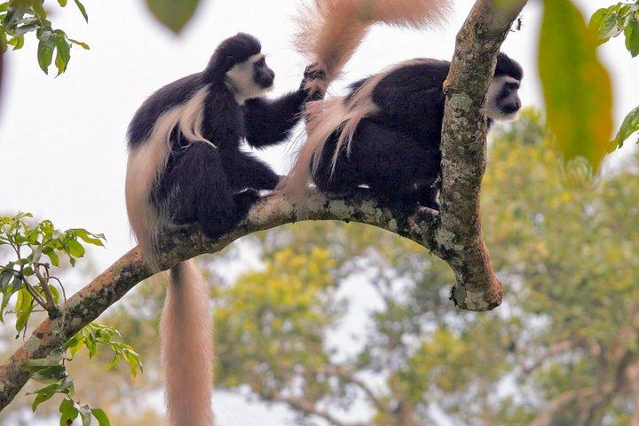 1 Day Private Safari in Arusha National Park.