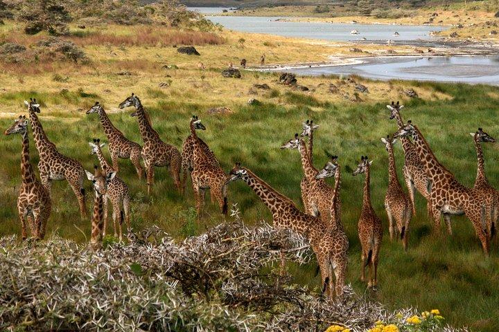 1 Day Private Safari in Arusha National Park.
