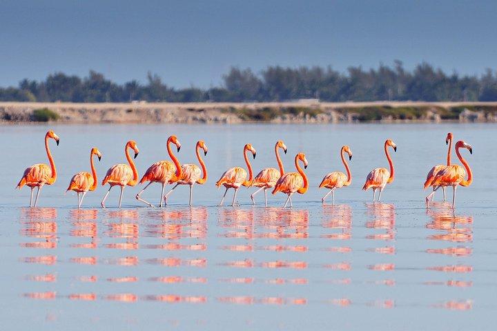 Private Chichen Itza, Cenote Ik Kil, Rio Lagartos & Las Coloradas