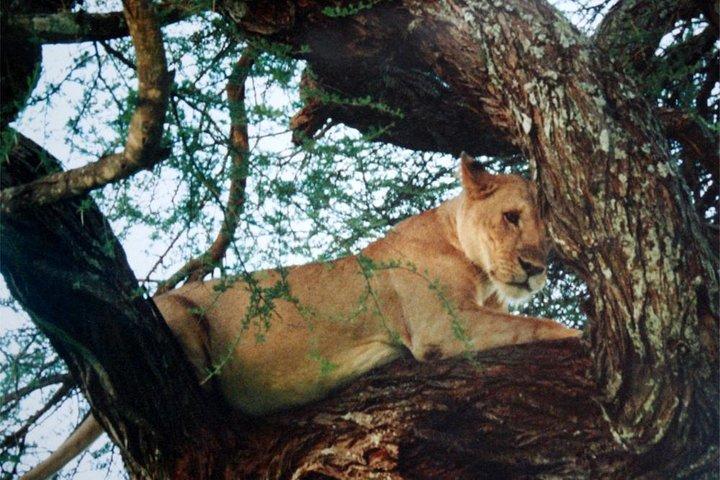 Day trip to Tarangire