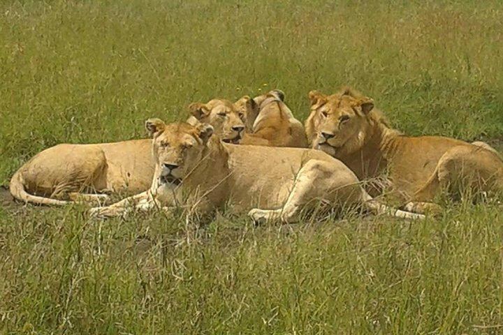 4 Days budget Camping Safari to see great Migration