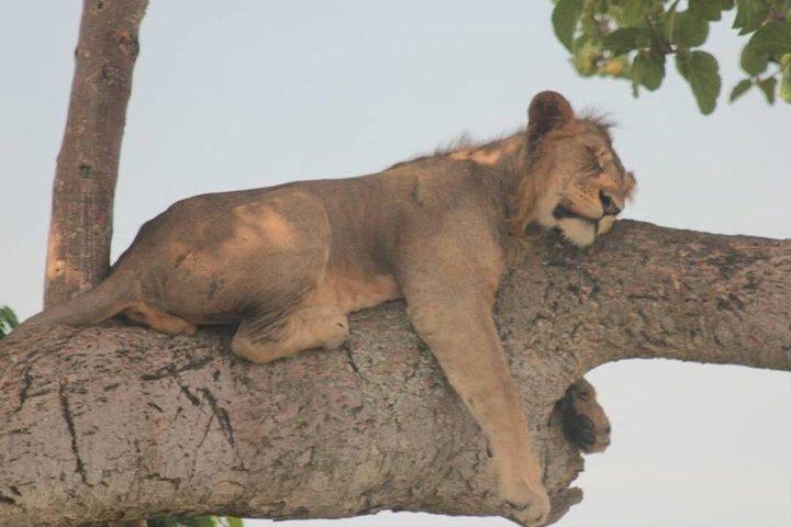 4 Days budget Camping Safari to see great Migration
