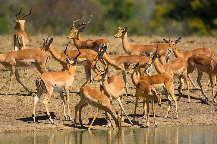 4 Days budget Camping Safari to see great Migration