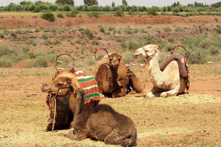 From Marrakech: Agafay Desert Camel Experience
