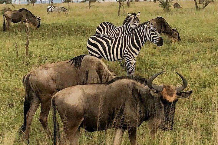 4 Days Northern Circuit lodge safaris