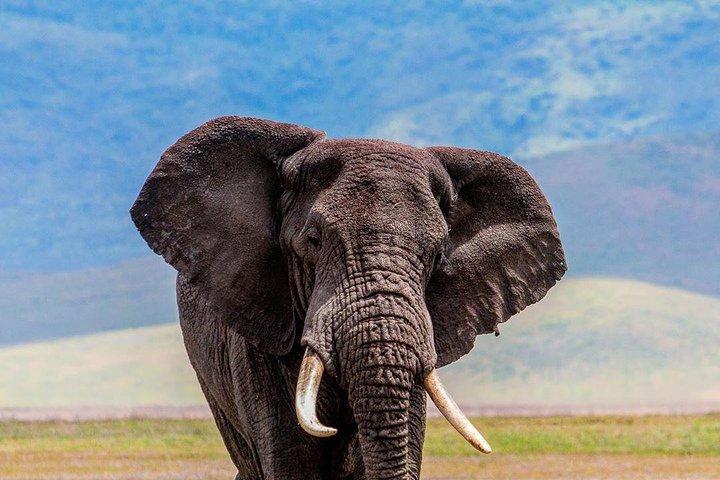 4 Days Northern Circuit lodge safaris