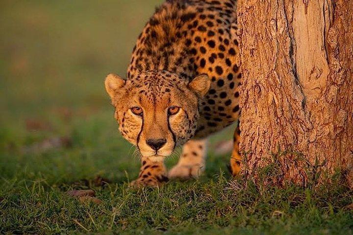 7 days migration safaris -lodge
