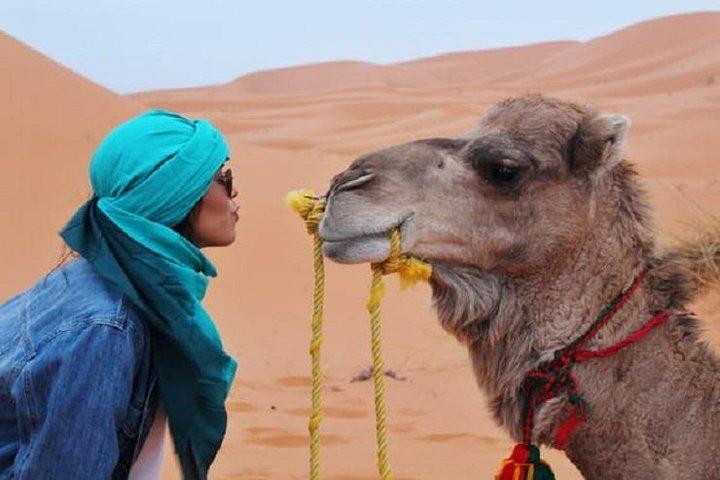 Marrakesh Palm Grove Camel Ride