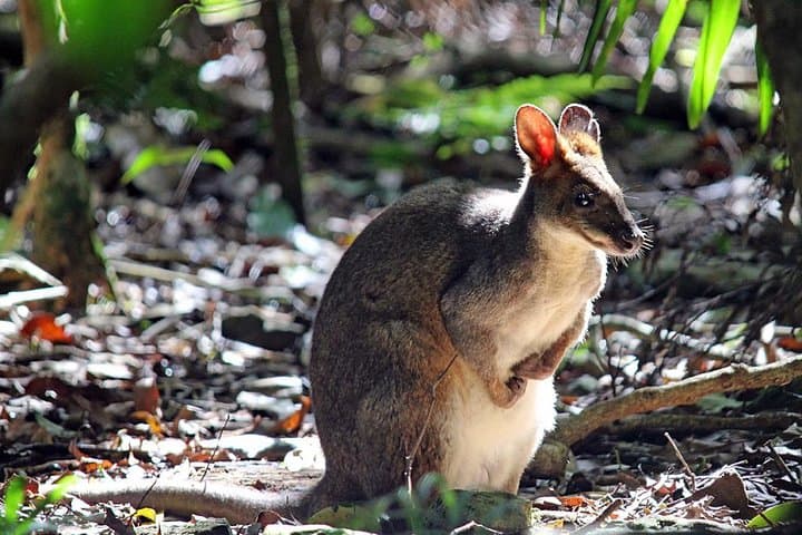 Fully Inclusive Blue Mountains Private Tour inc Scenic World & Featherdale Entry