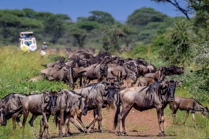 3 Day Private Safari in Serengeti and Ngorongoro National Park
