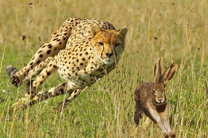 4 Day Private camping Safari in Serengeti,Ngorongoro and Lake Manyara