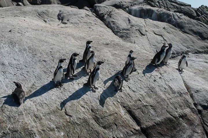 Penguin Watching Navigation Cachagua Lunch From STGO Private Tour