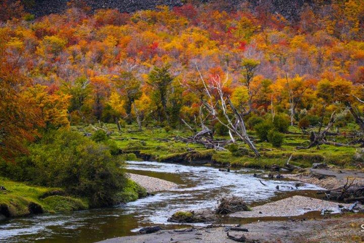 Ushuaia: Martillo Island and Walk Among Penguins Full-Day Tour