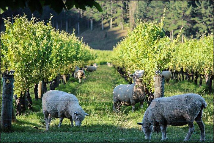 Shore excursion: Napier-Premium Wineries & Sights /Art deco tour