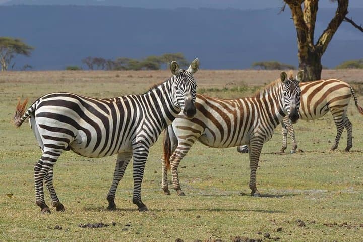 Lake Nakuru National Park: Day Trip from Nairobi