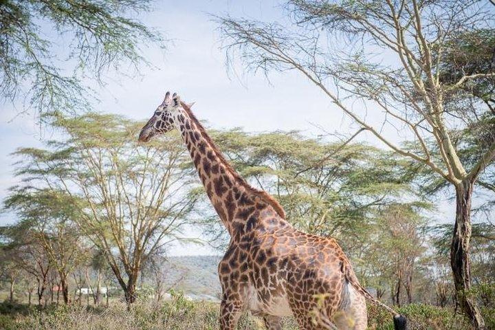 Half Day Giraffe Center Nairobi