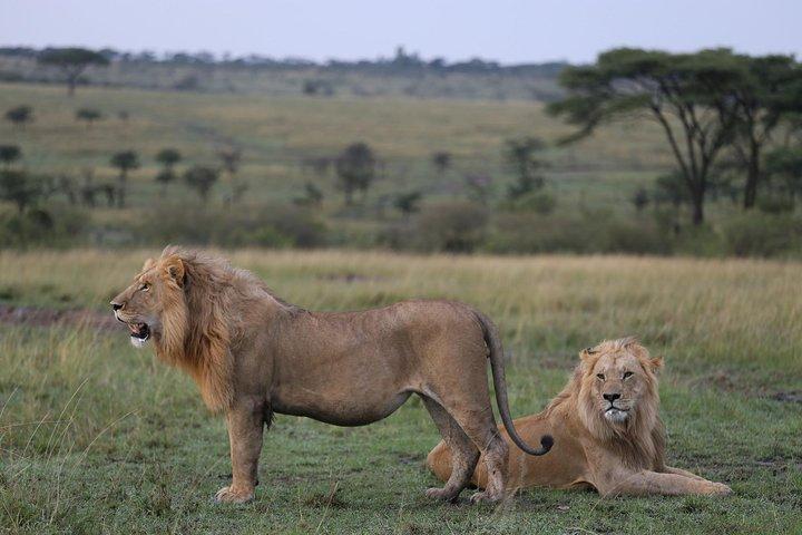 2 Days 1 Night Amboseli National Park With Masai Village Tour
