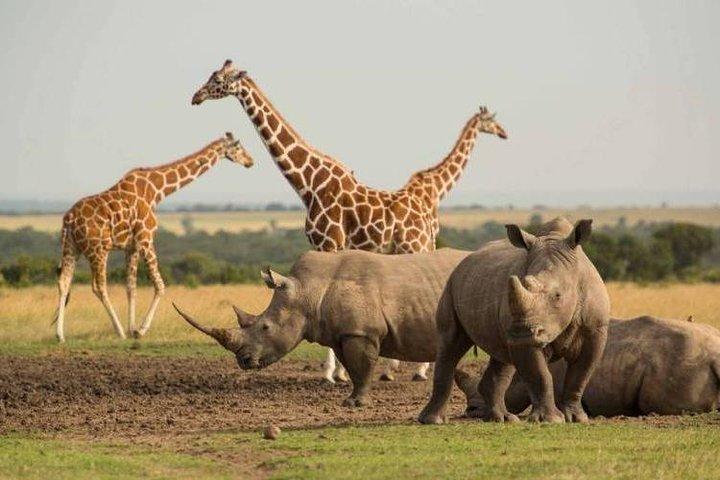 1 Day Olpajeta Conservancy From Nairobi (minimum 2 Pax)