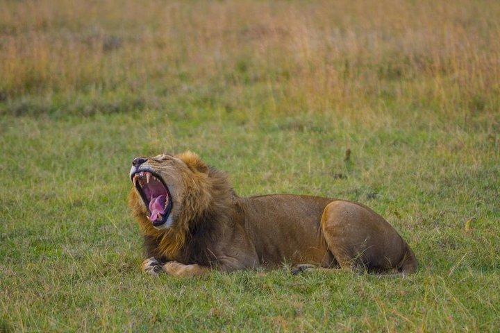1 Day Olpajeta Conservancy From Nairobi (minimum 2 Pax)