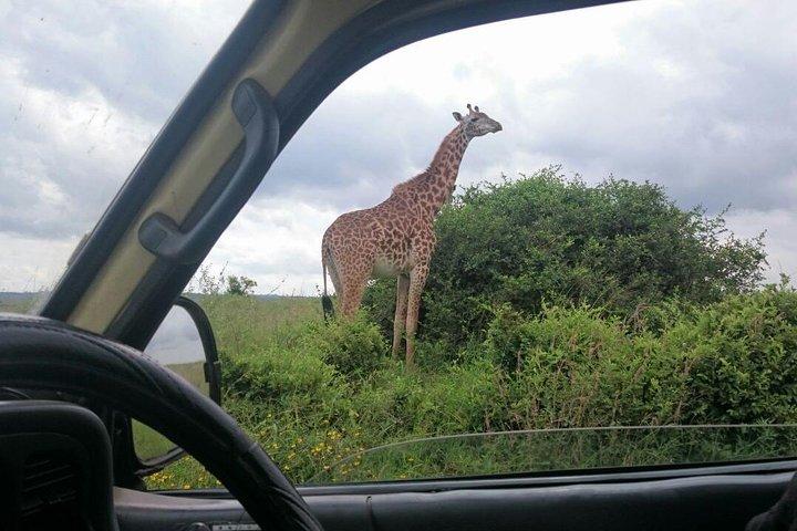 Airport Pick Up To Nairobi National Park / Drop Off