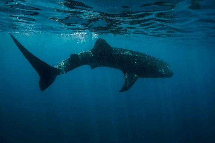 Cancun Whale Shark Encounter from Cancun